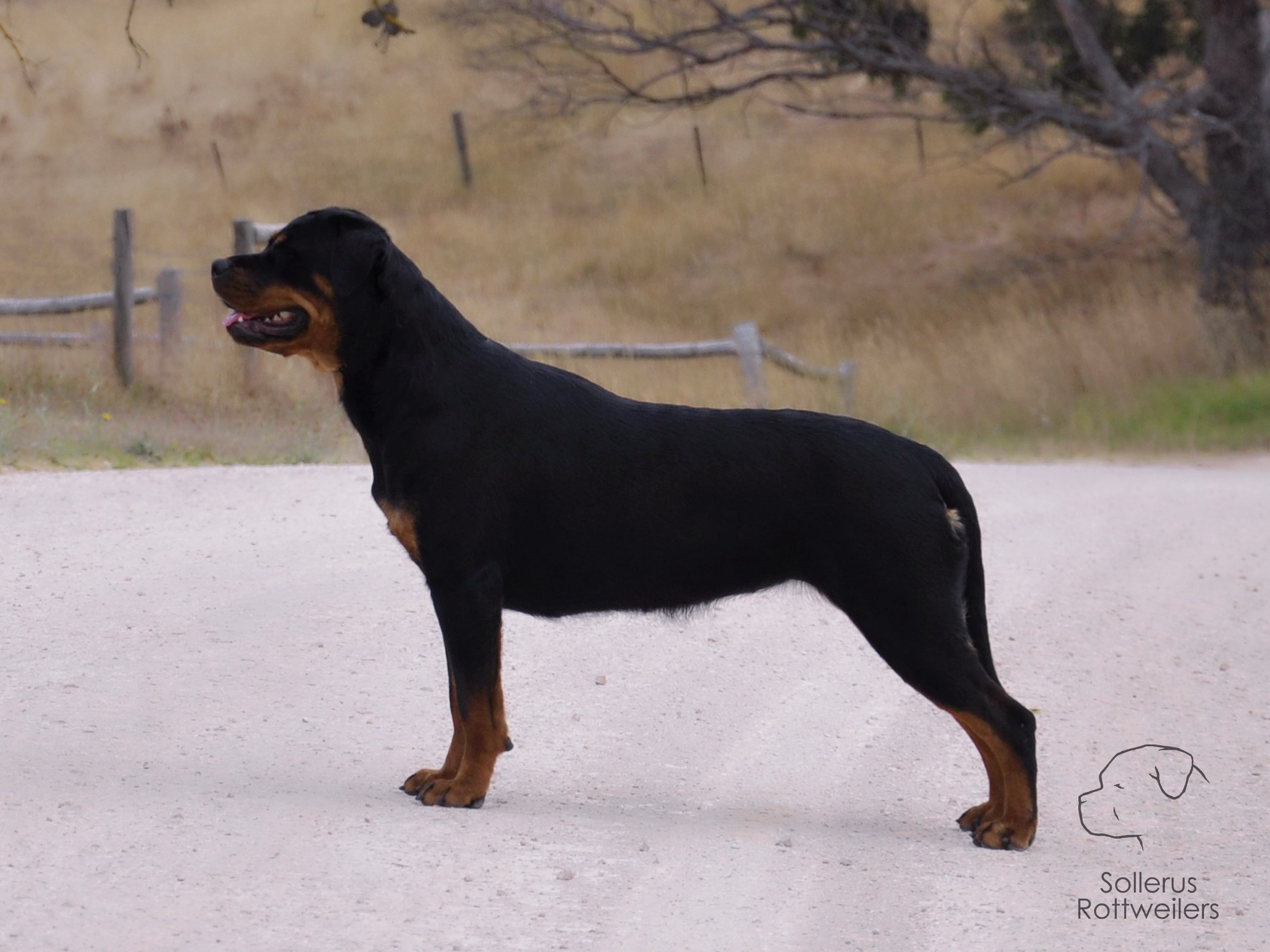 Sollerus Rottweilers, Gelderland Vision Of You, Sollerus Forged In The Flame, Sollerus Just Sayin, Frankie, Rottweiler Breeder, Adelaide, South Australia